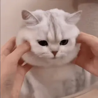 😏 mèo, thú cưng, động vật, dễ thương, nhà, mèo con telegram sticker