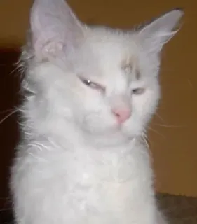 😒 gato, animal de estimação, animal, gato branco, fofo, fofo telegram sticker