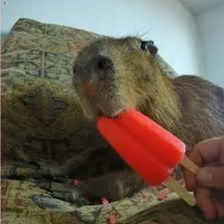 🍦 Capybara, Eis am Stiel, Nagetier, Tier, Haustier, süß, Eis whatsapp sticker