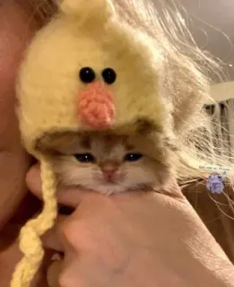 🐥 chaton, chat, chapeau poussin, animal, mignon, animal de compagnie telegram sticker