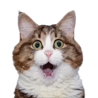 😲 gato, surpreso, animal, animal de estimação, engraçado, fofo, chocado telegram sticker