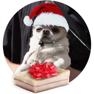🎁 cane, natale, animale domestico, animale, cappello di babbo natale, regalo whatsapp sticker