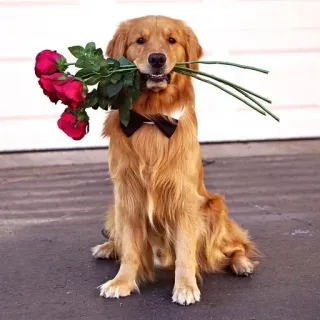 🥀 cachorro, golden retriever, flores, rosas, gravata borboleta, animal de estimação, animal telegram sticker