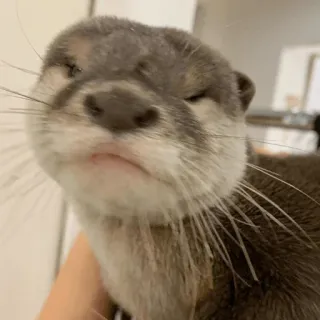 😠 loutre, animal, mammifère, mignon, faune telegram sticker