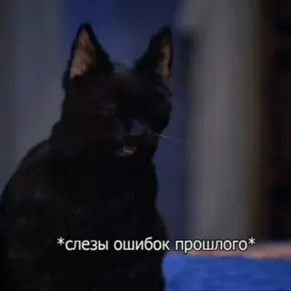 😭 *слезы ошибок прошлого* gato, gato preto, lágrimas, erros, passado telegram sticker