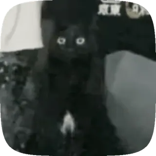 😐 gato, gato negro, oscuro, animal, mascota, ojos whatsapp sticker