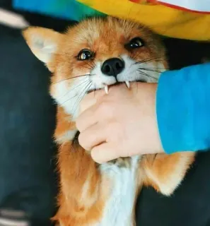 🦊 fox, animal, biting, hand, wildlife telegram sticker
