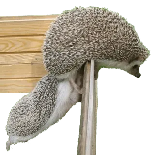 🤗 hedgehog, animal, cute, nature, wildlife telegram sticker