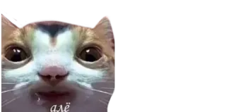 😀 алё cat, meme, funny, animal telegram sticker