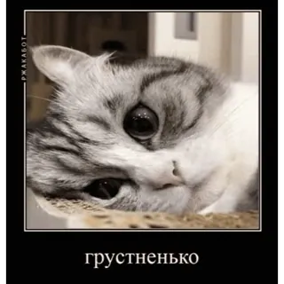 🤿 грустненько mèo, buồn, nga, mèo con, dễ thương, meme whatsapp sticker