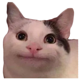 😳 кот, животное, питомец, мем, белуха telegram sticker