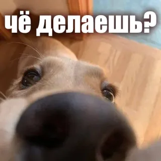 👋 чё делаешь? dog, close-up, question, russian, text, animal telegram sticker