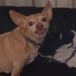 🐶 cão, chihuahua, animal, animal de estimação, cão pequeno, fofo, animal doméstico telegram sticker