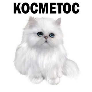 😌 КОСМЕТОС gato, gato branco, gato persa, fofo, animal de estimação, fofo, animal whatsapp sticker