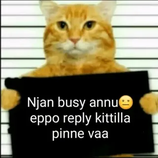 😂 Njan busy annu
eppo reply kittilla
pinne vaa cat, jail, busy, animal telegram sticker