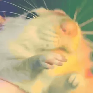 🎉 hamster, animal, animal de compagnie, rongeur, mignon whatsapp sticker