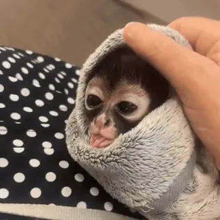 👅 monkey, cute, animal, baby, towel, spider monkey, primate whatsapp sticker