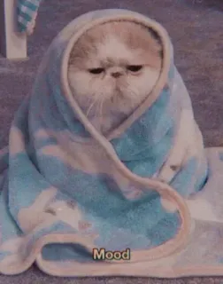 ❤️ Mood cat, mood, blanket, cute, animal, meme telegram sticker