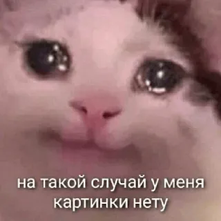 😢 на такой случай у меня картинки нету แมว, มีม, เศร้า, ร้องไห้, รัสเซีย telegram sticker