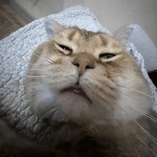 🥴 kot, zwierzę, zwierzę domowe, mem, śmieszne, portret telegram sticker
