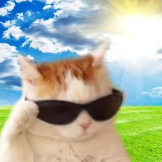 😎 kot, okulary przeciwsłoneczne, lato, zwierzę, cool, słońce, niebo, mem telegram sticker