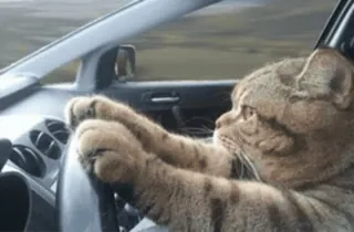🏎 gato, conducción, animal, coche, humor, meme whatsapp sticker