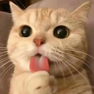 😋 cat, animal, pet, cute, tongue, kitten, mammal telegram sticker