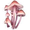 🍄
