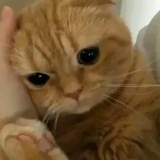 🥺 chat, animal de compagnie, animal, mignon, domestique, félin, chat roux whatsapp sticker