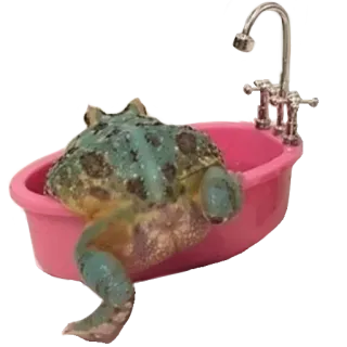 ❤️ sapo, banho, banheira, animal, anfíbio, fofo whatsapp sticker