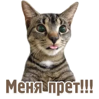 😜 Меня прет!!! gatto, adesivo, divertente, animale, russo, lingua, espressione telegram sticker