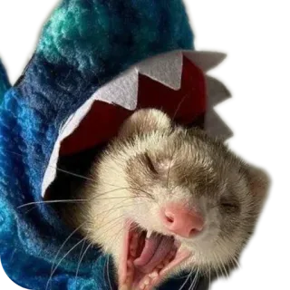 🐱 ferret, shark, animal, pet, mammal, cute telegram sticker