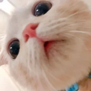 🐈 kucing, binatang, hewan peliharaan, lucu, kucing putih telegram sticker