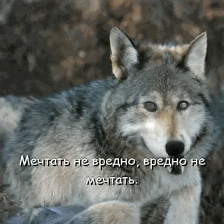 😇 Мечтать не вредно, вредно не мечтать. หมาป่า, สัตว์, ธรรมชาติ, ความฝัน, คำคม telegram sticker