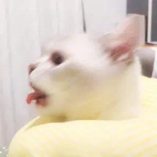 🧸 gatto, animale domestico, animale, lingua, divertente, carino telegram sticker
