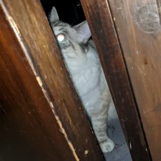 😾 cat, animal, pet, doorway, eyes, domestic animal telegram sticker