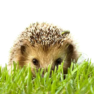 😌 erizo, animal, naturaleza, vida salvaje, césped, lindo telegram sticker