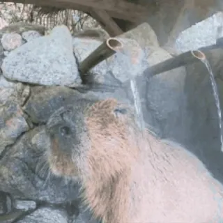 🚿 capybara telegram sticker