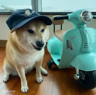 ❤️ dog, shiba inu, pet, vespa, scooter, animal, cute, hat telegram sticker