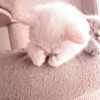 🐈 Katze, Kätzchen, Tier, Haustier, süß, schläfrig, Hauskatze whatsapp sticker