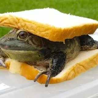 🍞 grenouille, sandwich, pain, animal, nourriture, drôle whatsapp sticker