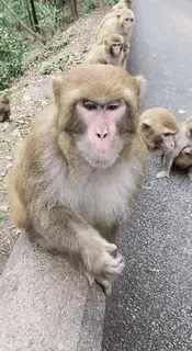 🐒 monkey, animals, wildlife, nature, primates telegram sticker