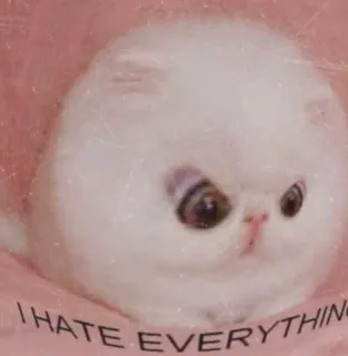 🥺 I HATE EVERYTHING gato, gatinho, fofo, triste, meme, engraçado telegram sticker