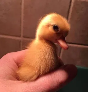 🌟 pato, patito, lindo, amarillo, animal, pájaro, mano telegram sticker
