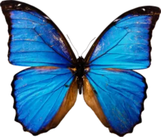 🐝 butterfly, blue, insect, nature, wings whatsapp sticker