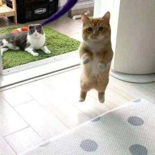 🥺 cats, standing, animals, pets telegram sticker
