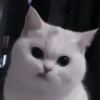 💗 кот, белый кот, милый, питомец, животное, домашний кот telegram sticker