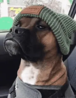 😐 perro, animal, mascota, sombrero telegram sticker
