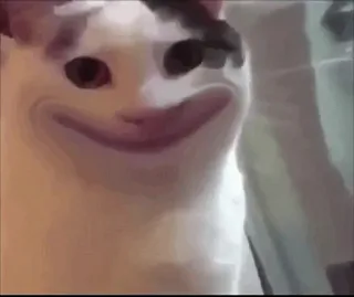 🙂 cat, meme, funny, animal telegram sticker