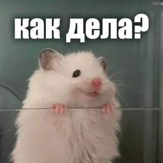 😃 как дела? hamster, cute, animal, pet, question, how are you telegram sticker